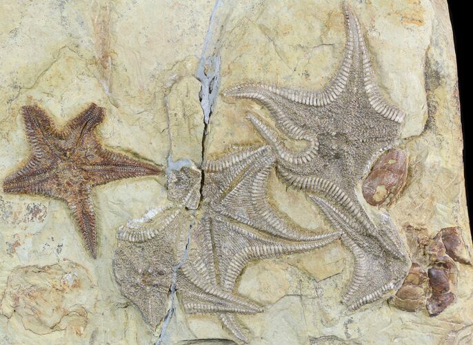 Plate Of Rare Cretaceous Starfish (Betelgeusia) - Morocco #46479